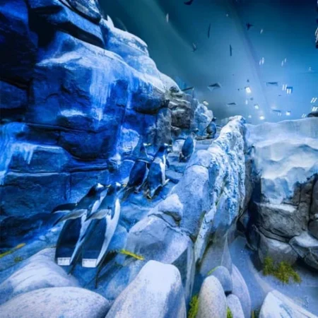 Dubai Aquarium and Penguin Encounter Tickets