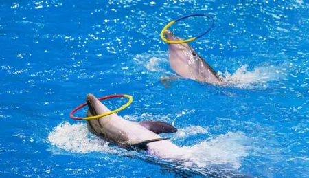 Dubai Dolphinarium From Abu Dhabi