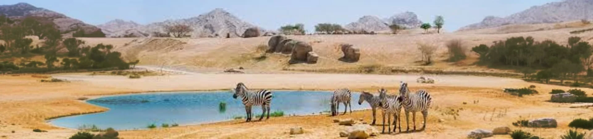 Al Ain Zoo gall (1)