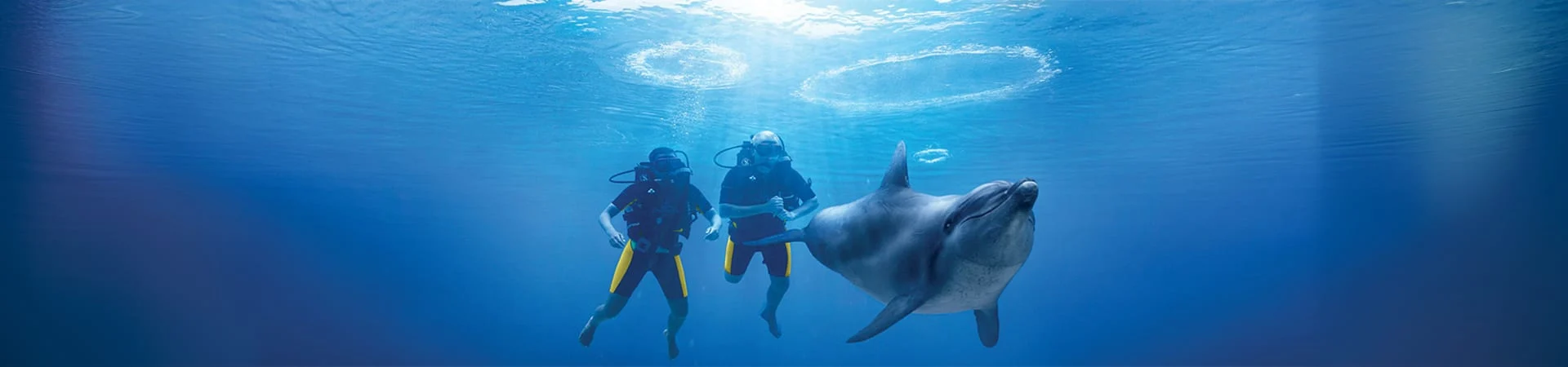 Dolphin Bay Atlantis (1)