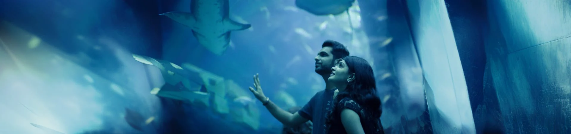 Dubai Aquarium and Underwater Zoo gall (1)