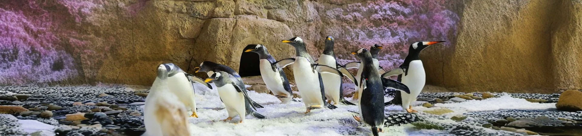 Dubai Aquarium and Wild Wadi Combo