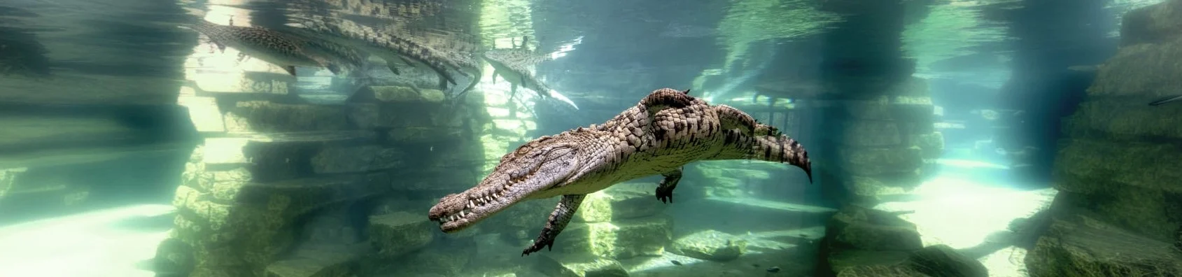 Dubai Crocodile Park gall (1)