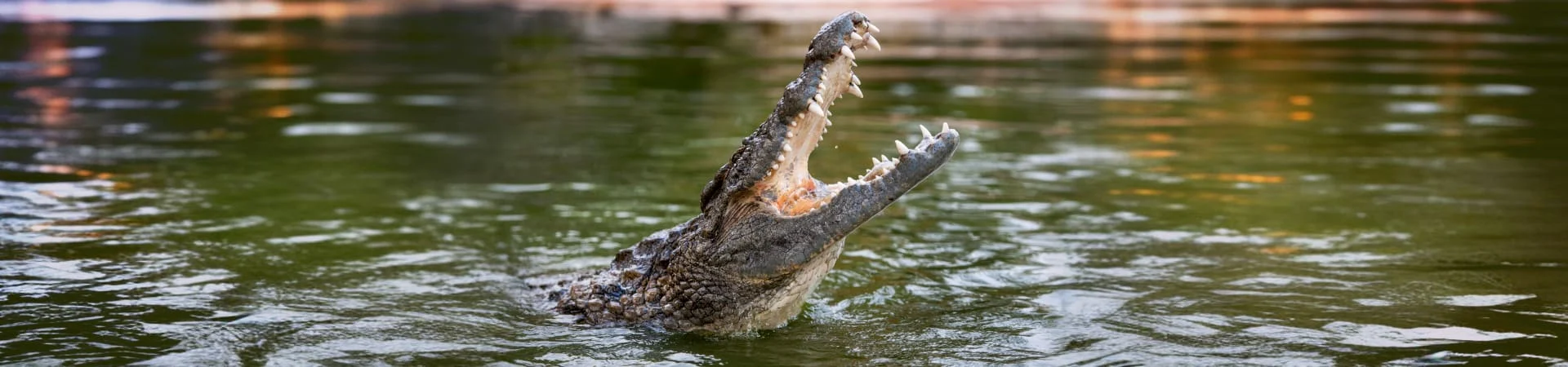 Dubai Crocodile Park