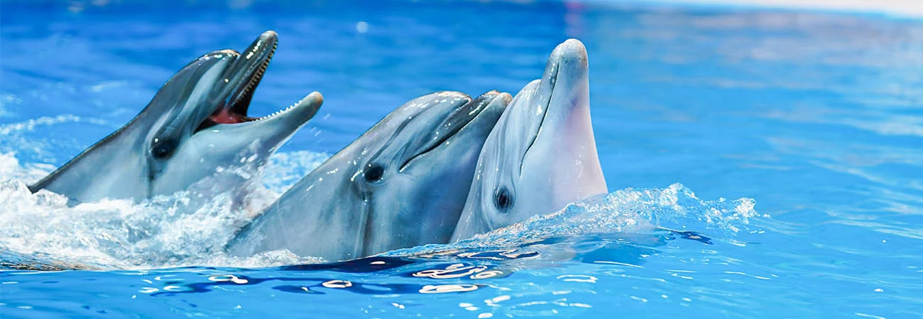 Dubai Dolphinarium From Abu Dhabi gAll (1)