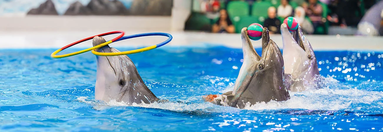 Dubai Dolphinarium From Abu Dhabi gAll (2)