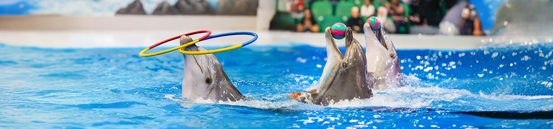 Dubai Dolphinarium gall (1)