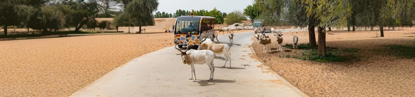 Dubai Safari Park gall (1)
