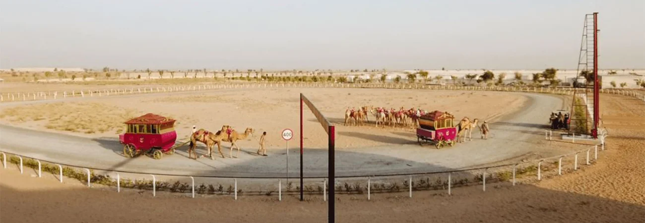 Guided Trip to Camel Farm (2)
