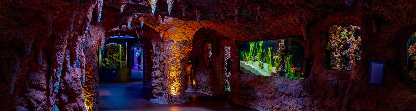 The National Aquarium Abu Dhabi Gall (1)